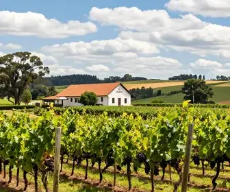 Descubra a Cooperativa Vinícola Aurora: Um Ícone do Enoturismo no Rio Grande do Sul