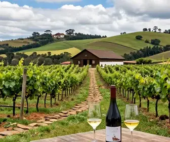 Descubra as Encantadoras Vinícolas de Bento Gonçalves no Rio Grande do Sul