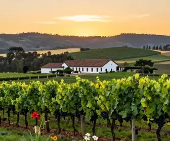 Descubra as Vinícolas de Flores da Cunha: Riqueza do Enoturismo Gaúcho Descubra as Vinícolas de Flores da Cunha: Riqueza do Enoturismo Gaúcho