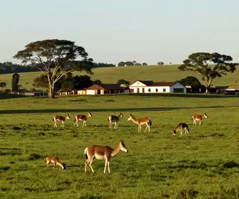 Descubra o Pampa Gaúcho: Cultura e Natureza no Sul do Brasil