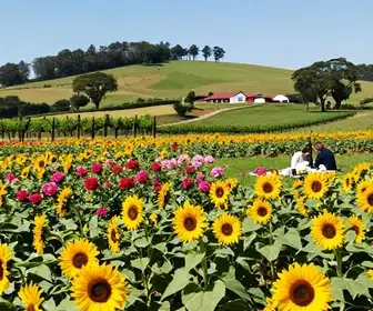 Descubra o que Fazer no Rio Grande do Sul Durante a Primavera Descubra o que Fazer no Rio Grande do Sul Durante a Primavera