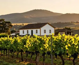 Descubra os Melhores Vinhos da Campanha Gaúcha Descubra os Melhores Vinhos da Campanha Gaúcha