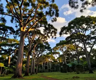 Explorando as Araucárias: Onde Encontrá-las no Rio Grande do Sul